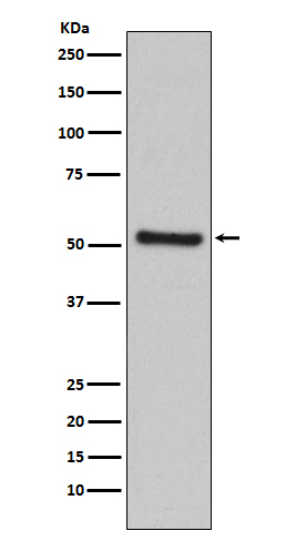 PDCD4 Antibody in Western Blot (WB)