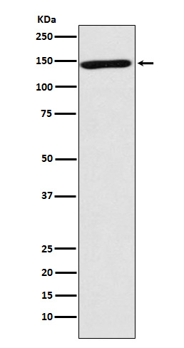 NRCAM Antibody in Western Blot (WB)