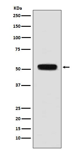 Fibulin 5 Antibody in Western Blot (WB)