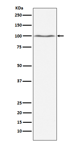 Dynamin 2 Antibody in Western Blot (WB)