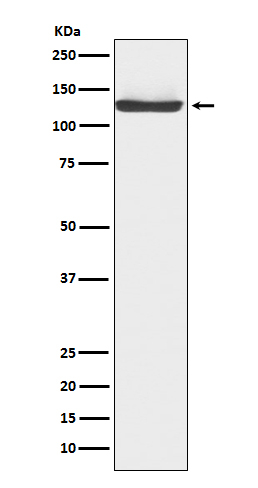 JAK3 Antibody in Western Blot (WB)
