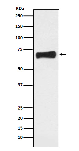 NR5A2 Antibody in Western Blot (WB)