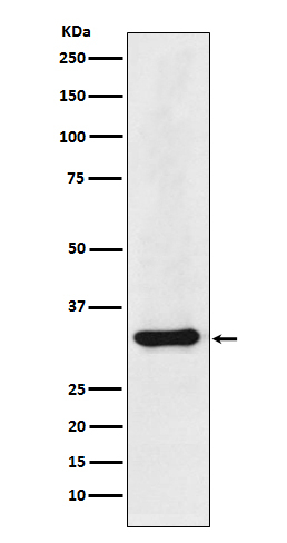 hnRNP A1 Antibody in Western Blot (WB)