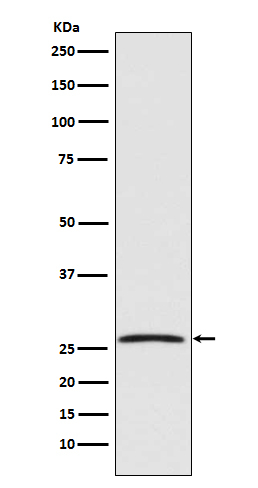 GDNF Antibody in Western Blot (WB)