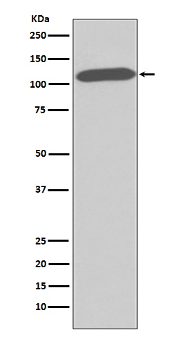 DPP4 Antibody in Western Blot (WB)