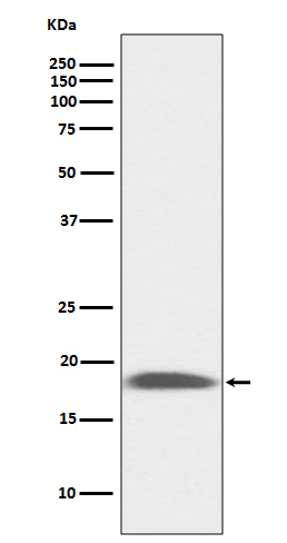 Ly-6A/E (Sca-1) Antibody in Western Blot (WB)