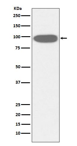 GRP94 Antibody in Western Blot (WB)