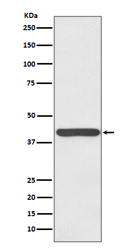 Haptoglobin Antibody in Western Blot (WB)
