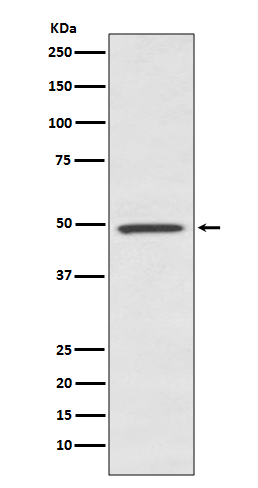 BMP-7 Antibody in Western Blot (WB)