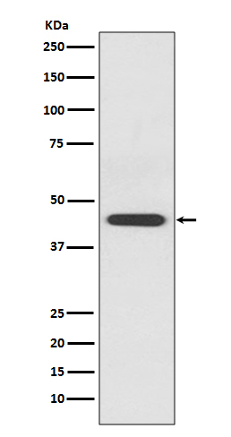 S1P1 Antibody in Western Blot (WB)