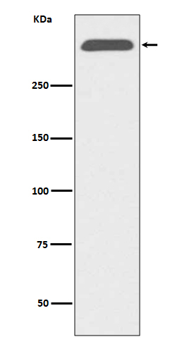 Apolipoprotein B Antibody in Western Blot (WB)