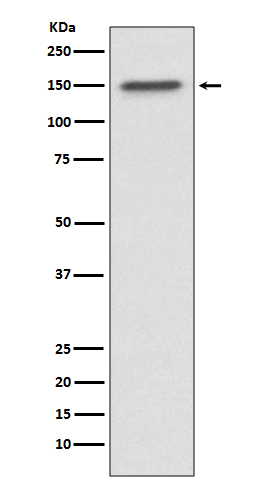 53BP2 Antibody in Western Blot (WB)
