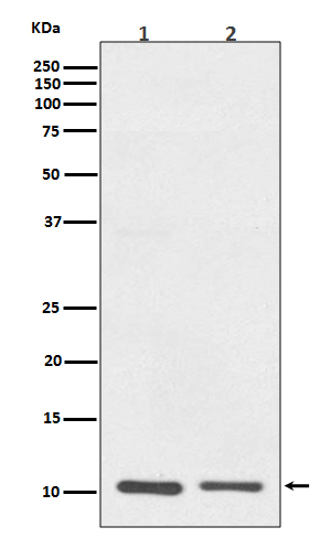 S100A10 Antibody in Western Blot (WB)