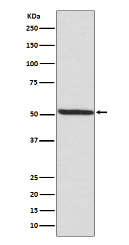 Phospho-IRF3 (Ser386) Antibody in Western Blot (WB)