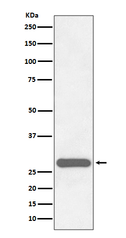 CITED2 Antibody in Western Blot (WB)