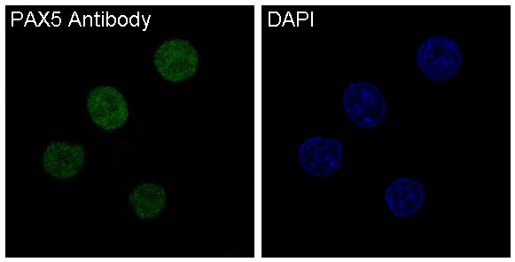 PAX5 Antibody in Immunocytochemistry (ICC/IF)
