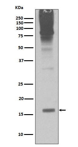 SUMO2/SUMO3 Antibody in Western Blot (WB)