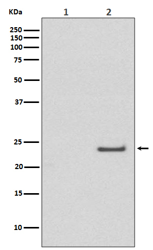 Phospho-RAC1/CDC42 (Ser71) Antibody in Western Blot (WB)