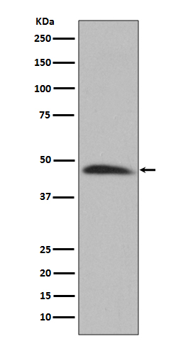 SERPINH1 Antibody in Western Blot (WB)