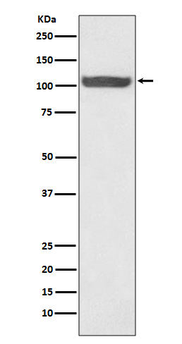 HSP105 Antibody in Western Blot (WB)