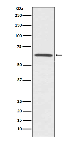 Cdc42EP1 Antibody in Western Blot (WB)