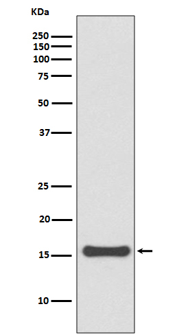 SUMO4 Antibody in Western Blot (WB)