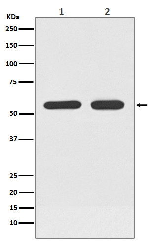 ATF7 Antibody in Western Blot (WB)