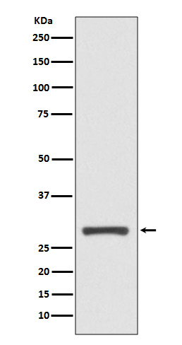14-3-3 sigma Antibody in Western Blot (WB)