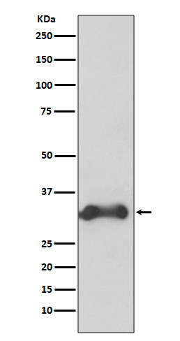 Cyclin D3 Antibody in Western Blot (WB)