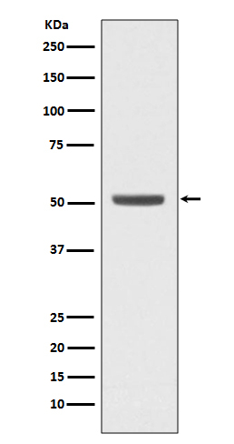 E2F2 Antibody in Western Blot (WB)