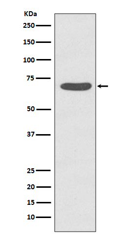 Phospho-PKC zeta (Thr560) Antibody in Western Blot (WB)