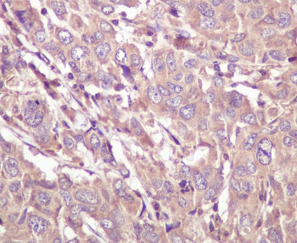 Caspase 5 Antibody in Immunohistochemistry (Paraffin) (IHC (P))