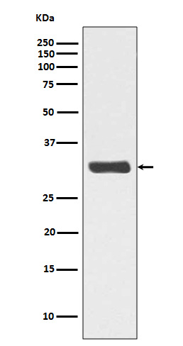 Phospho-RPA2 (Thr21) Antibody in Western Blot (WB)