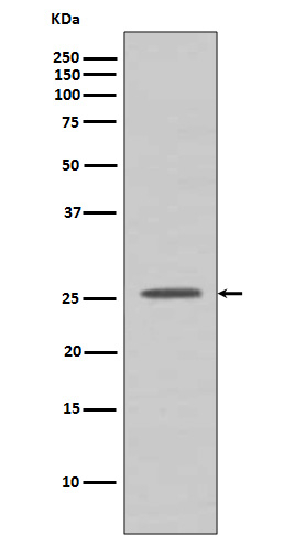 BCL2A1 Antibody in Western Blot (WB)