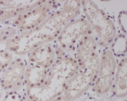 c-MAF Antibody in Immunohistochemistry (Paraffin) (IHC (P))