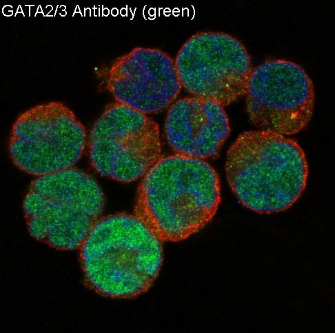 GATA2/GATA3 Antibody in Immunocytochemistry (ICC/IF)