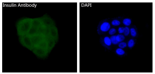 Insulin Antibody in Immunocytochemistry (ICC/IF)