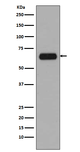 TCF7L1 Antibody in Western Blot (WB)