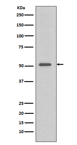 TRAF4 Antibody in Western Blot (WB)