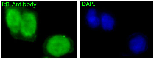 ID1 Antibody in Immunocytochemistry (ICC/IF)