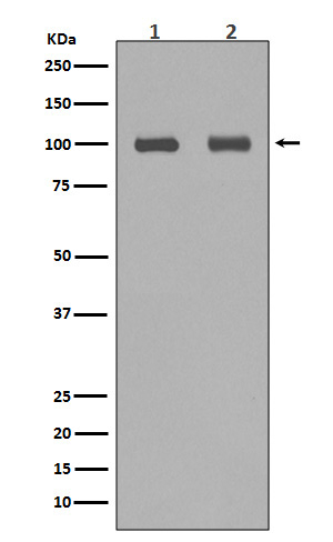 Aconitase 1 Antibody in Western Blot (WB)