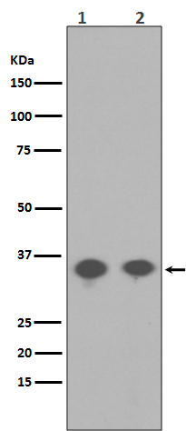 Phospho-PP2A alpha (Tyr307) Antibody in Western Blot (WB)