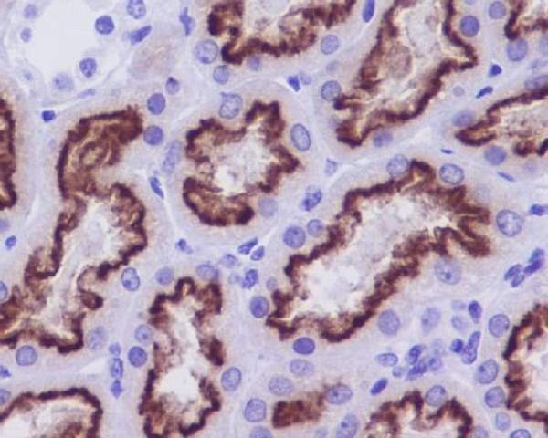 CUBN Antibody in Immunohistochemistry (Paraffin) (IHC (P))