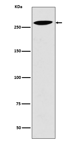 LRP2 Antibody in Western Blot (WB)