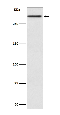 CUBN Antibody in Western Blot (WB)