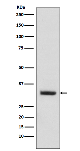 Enkurin Antibody in Western Blot (WB)