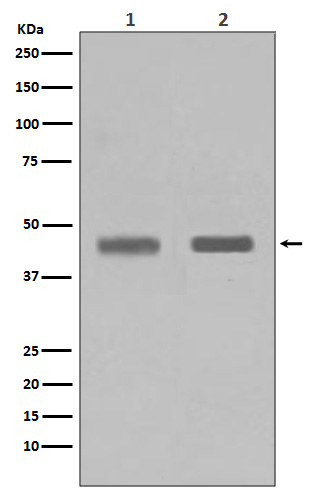 SETD7 Antibody in Western Blot (WB)
