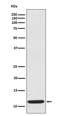 CCL19 Antibody in Western Blot (WB)
