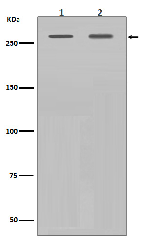 Filamin A Antibody in Western Blot (WB)