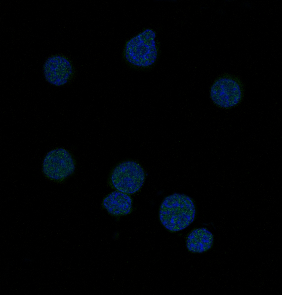 BCL6 Antibody in Immunocytochemistry (ICC/IF)